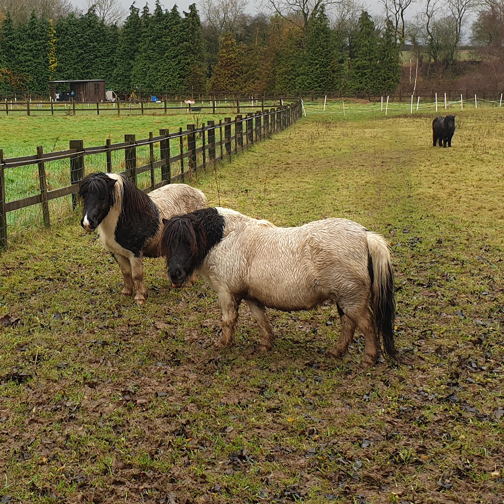 Three slightly damp-looking ponies in a field