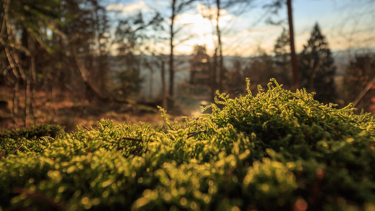 Moss and grass in a forest