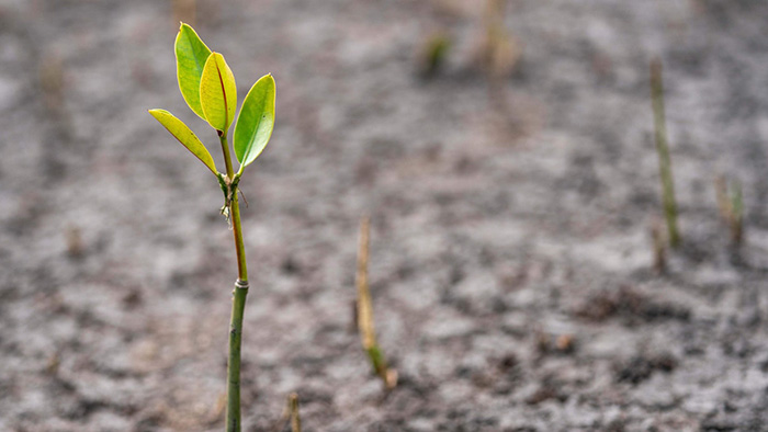A single mangrove seedling poking up out of the ground