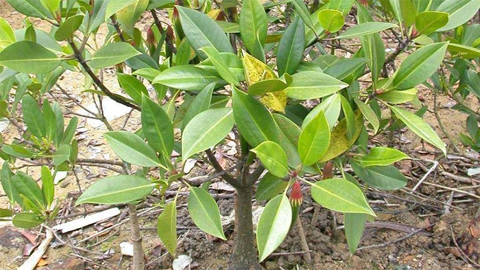 A Bruguiera gymnorhiza, or black mangrove, tree