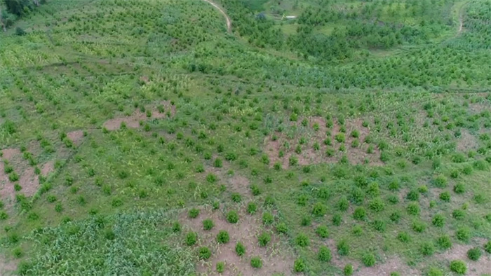 A field of trees growing as part of the Usambara Biodiversity Conservation Project in Tanzania.