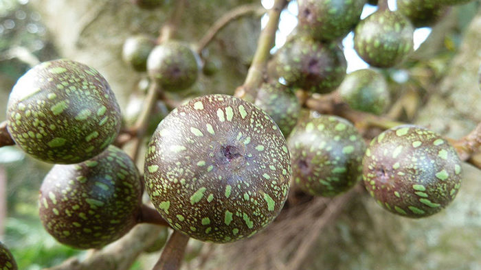 Close up of some figs on a Ficus sur tree.