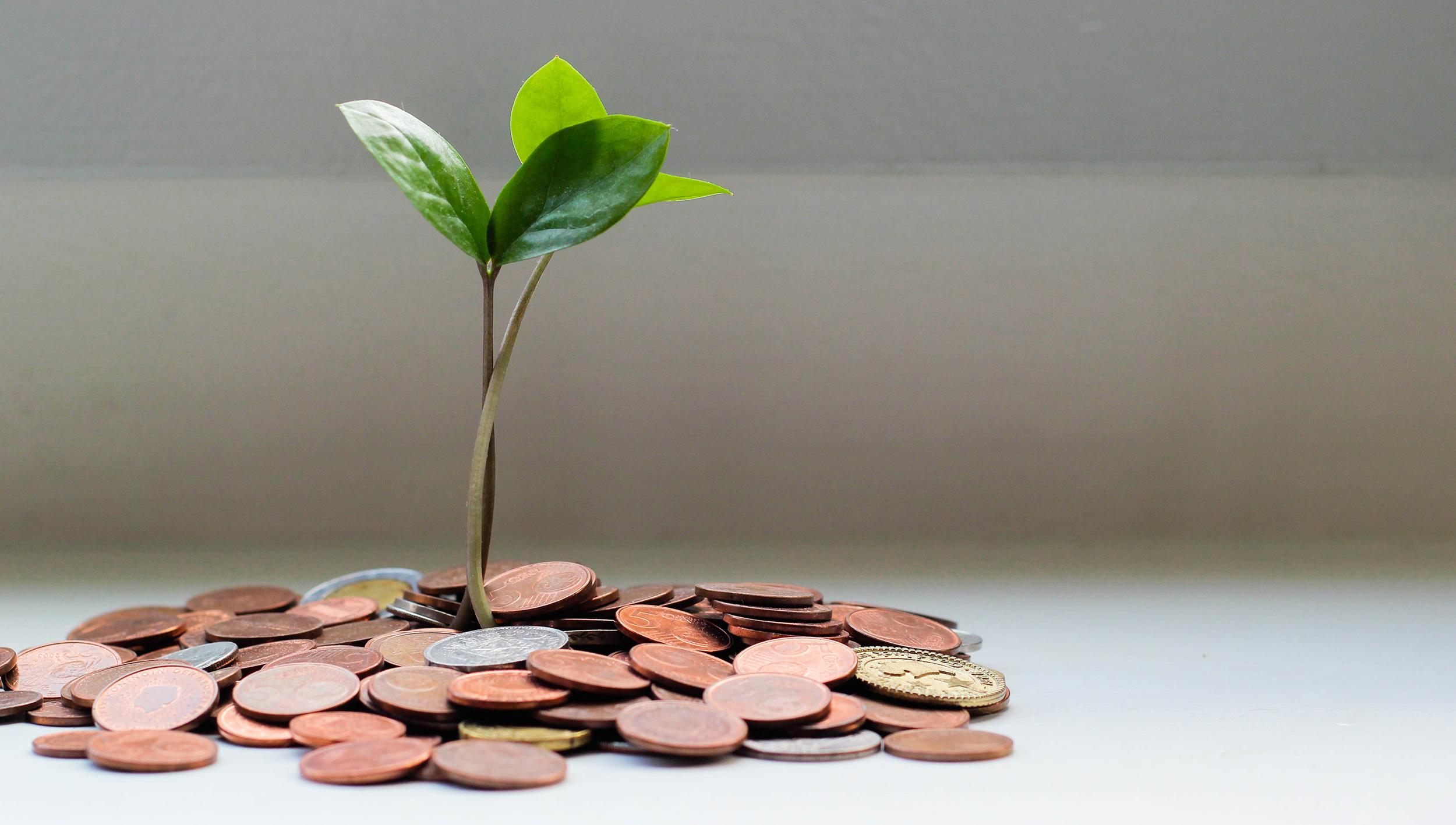 A tree seedling growing out of a pile of coins