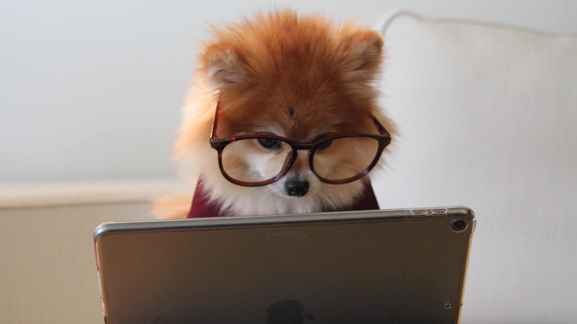 A Pomeranian dog is wearing glasses and looking at a laptop