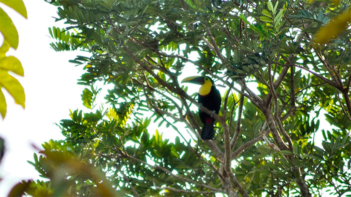A toucan sitting in a tree in the Chocó-Darién region of Colombia.