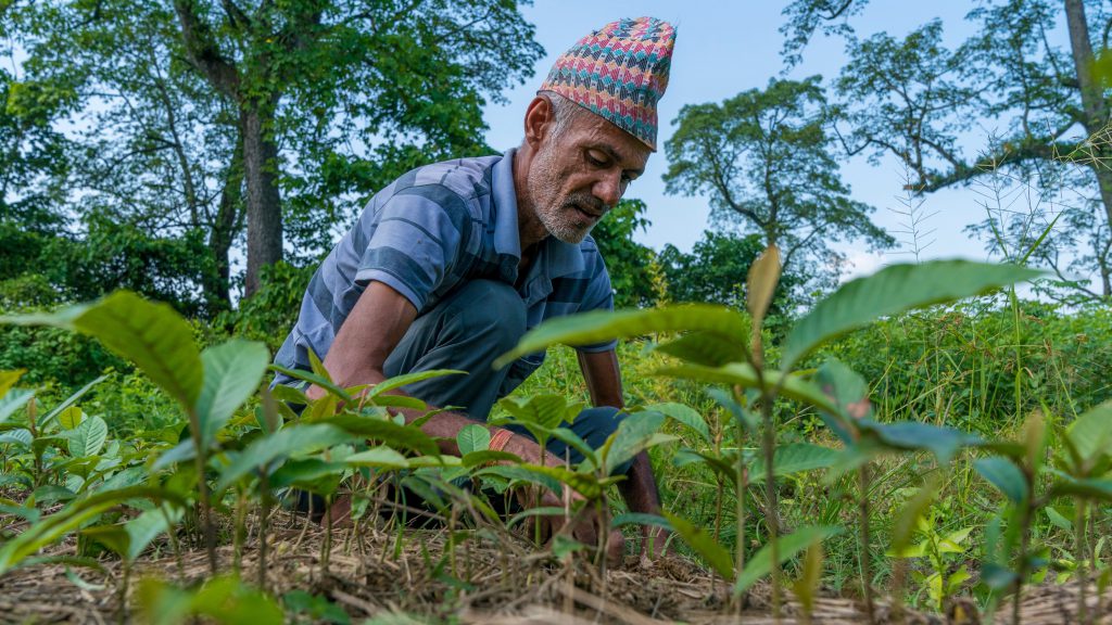 A man is planting seedlings in Nepal