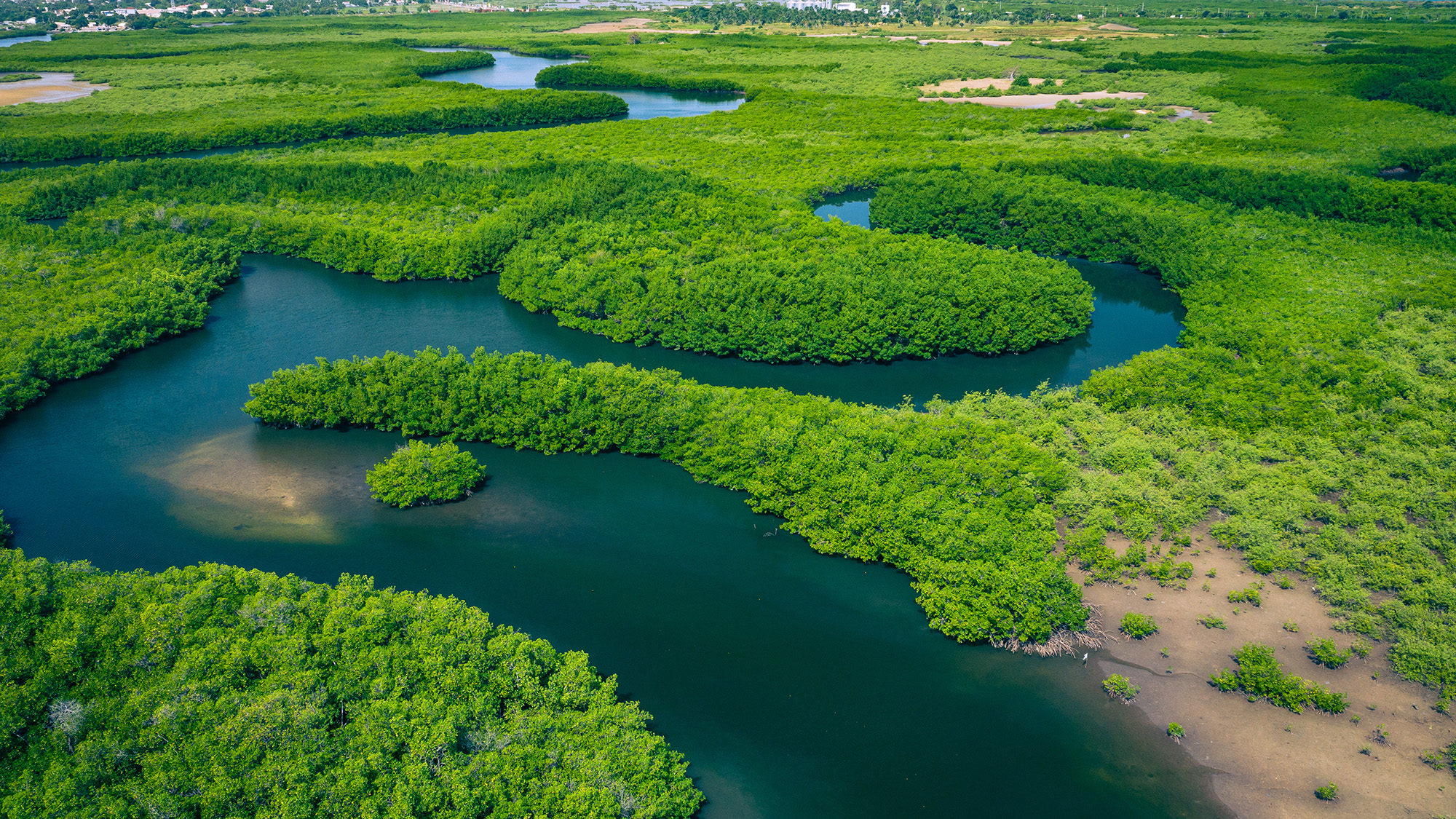 Aerial shot of a mangrove forest in Gambia
