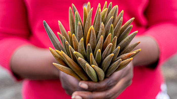 A person holding tree seeds