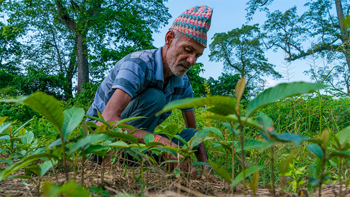 An older man plants seedlings in a farm in Nepal.
