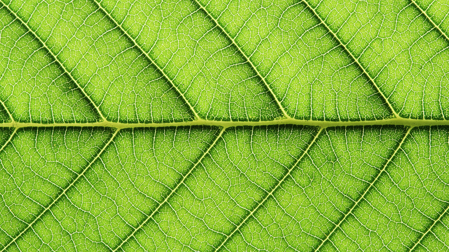 Close up of a leaf, showing the structure