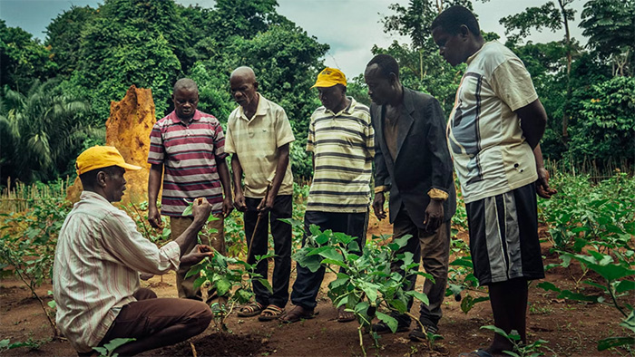 A group of five men standing, looking, and listening to another man who is crouched down next to a seedling in a field in the Democratic Republic of Congo.