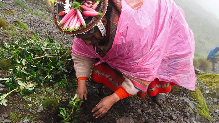 A person planting a polylepis tree on an Andean mountainside in Peru.