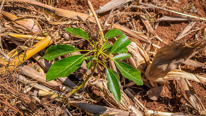 A tree seedling surrounded by bark and other protective elements in a field in the Dundori Forest in Kenya.