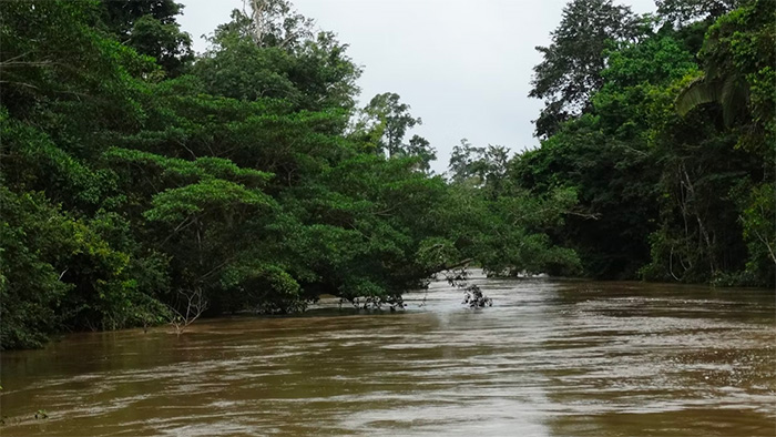 A rainforest river in Brazil, with trees hanging over it.