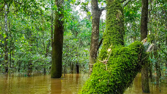 Plant-covered trees in river water in Brazil