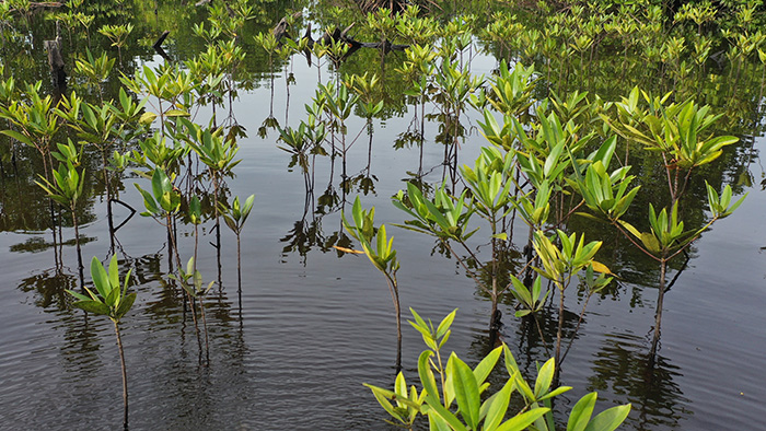An Indonesian mangrove forest growing in water.