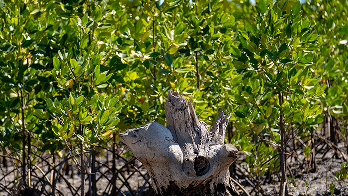 A mangrove sapling forest behind a stump of a former tree in Madagascar