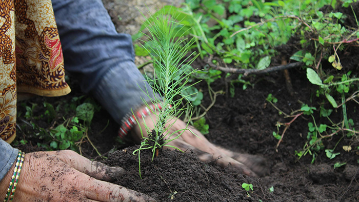 A person planting a seedling in a forest in Nepal.